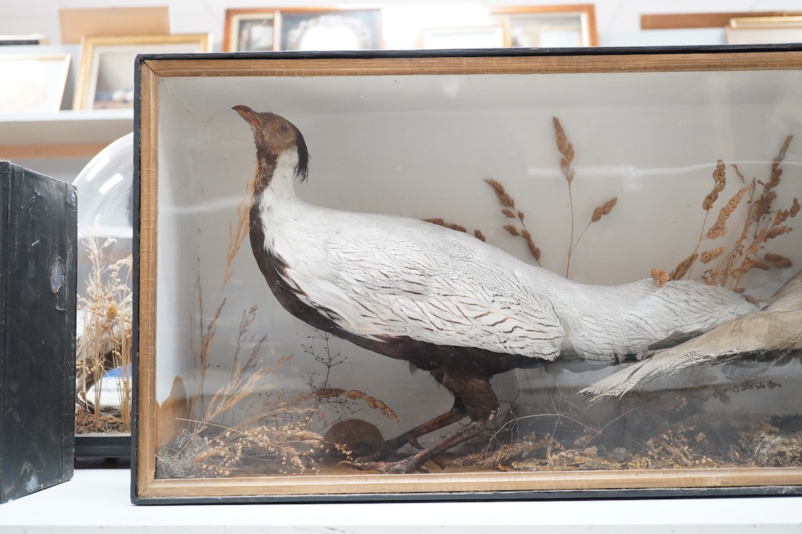 A Victorian cased taxidermy silver cock and hen pheasant in a landscape flat fronted cabinet, dimensions; 86.5cm wide, 38cm high, 20cm deep